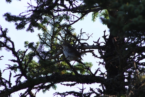 Hermit Thrush