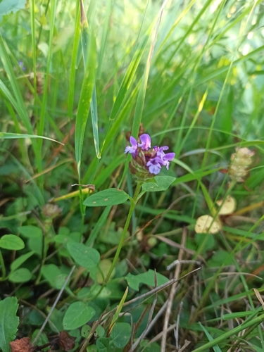 common selfheal