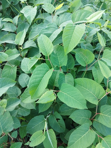 Japanese knotweed