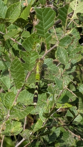 Eastern Pondhawk