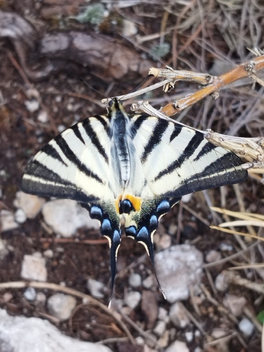 Scarce Swallowtail