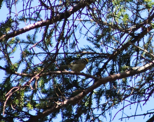 Golden-crowned Kinglet