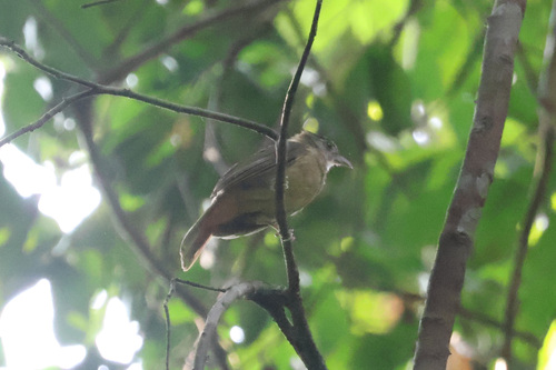 Grey-cheeked Bulbul