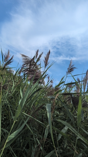 common reed