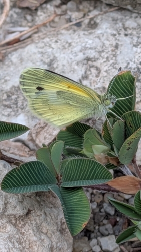 Dainty Sulphur