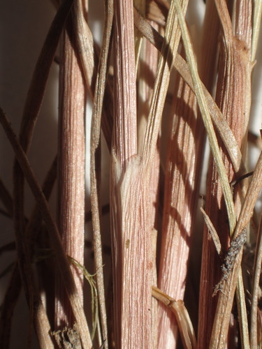 Image of Juncus interior by no rights reserved