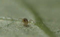 Deuterosminthurus bicinctus