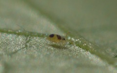 Deuterosminthurus bicinctus