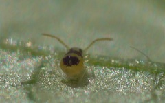 Deuterosminthurus bicinctus