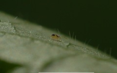 Deuterosminthurus bicinctus