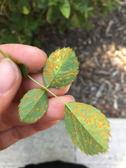 Phragmidium tuberculatum