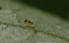 Deuterosminthurus bicinctus