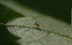 Deuterosminthurus bicinctus