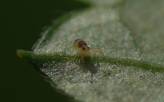 Deuterosminthurus bicinctus