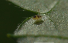 Deuterosminthurus bicinctus