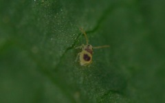 Deuterosminthurus bicinctus