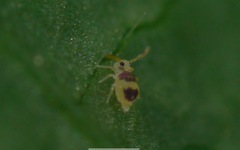 Deuterosminthurus bicinctus