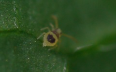 Deuterosminthurus bicinctus