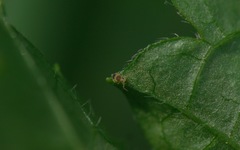 Deuterosminthurus bicinctus