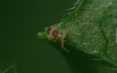 Deuterosminthurus bicinctus