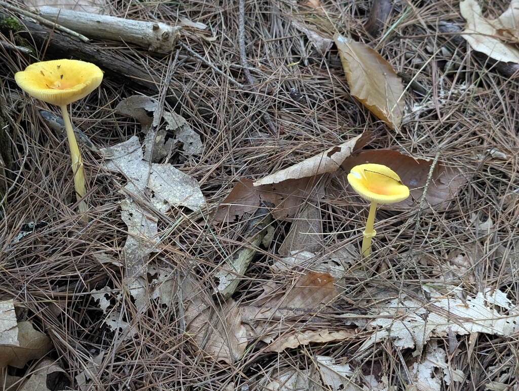 Frost's Amanita · August 2026 · photo: Photo: (c) Ben Lapham, some rights reserved (CC BY-SA) · iNaturalist