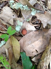 Brosimum alicastrum