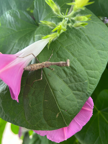 Carolina Mantis