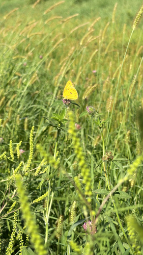 Orange Sulphur