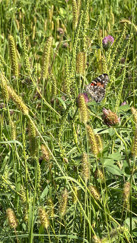 Painted Lady