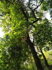 Brosimum alicastrum