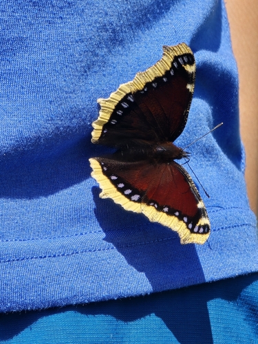 Mourning Cloak