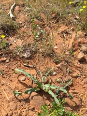 Chlorogalum grandiflorum