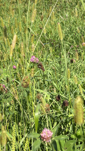Silver-spotted Skipper