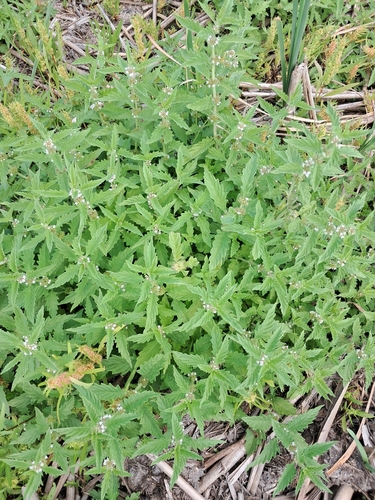 European water-horehound