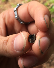 Hysterium angustatum