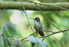 Lampornis viridipallens