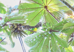 Chlorophonia occipitalis