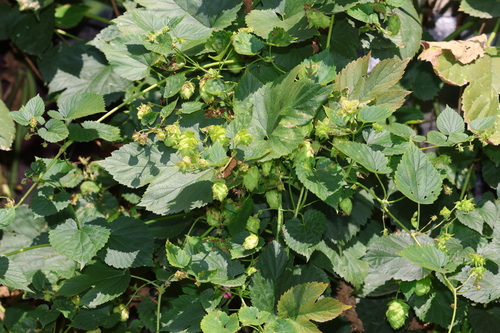 Humulus americanus, 2026-08-28