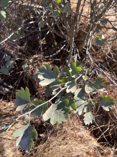 common hawthorn