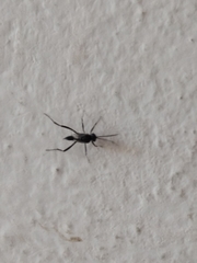 Evania appendigaster