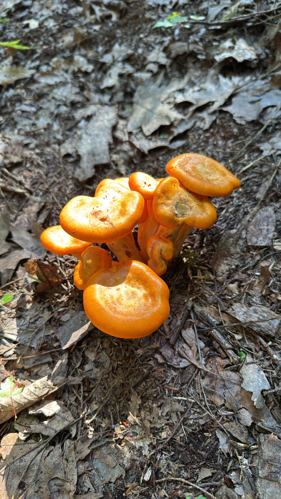 Eastern American jack-o'-lantern · August 2026 · photo: Photo: (c) Harrison Cole, some rights reserved (CC BY) · iNaturalist