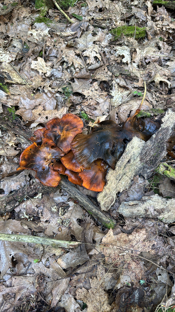Eastern American jack-o'-lantern · August 2026 · photo: Photo: (c) Harrison Cole, some rights reserved (CC BY) · iNaturalist