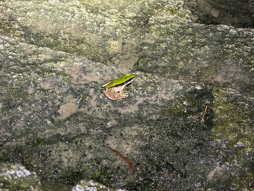 Longtoushan Large Odorous Frog
