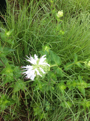 Monarda lindheimeri