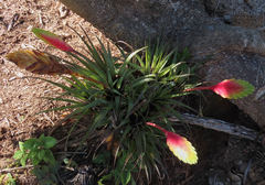 Tillandsia lampropoda