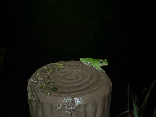 Chinese Flying Frog