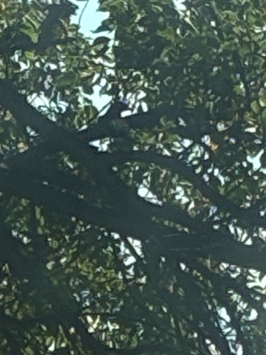 Eastern Kingbird