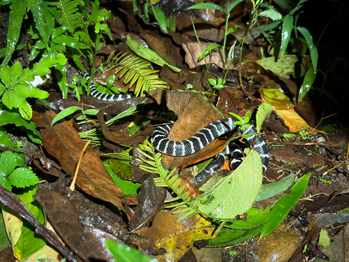 Many-banded Krait