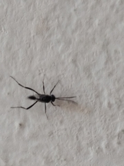 Evania appendigaster