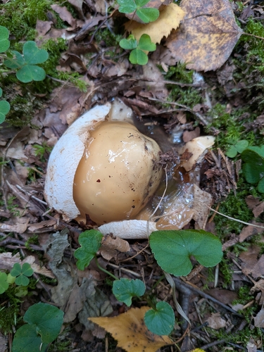 common stinkhorn
